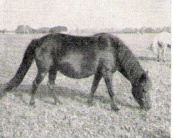 Zuchtstute Lill-Gull 445 (Gotland-Pony, 1951, von Klipp)