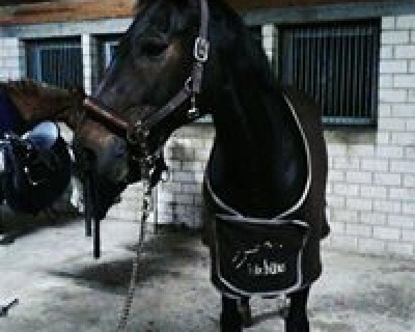 broodmare Weltissima SN (Hanoverian, 2005, from Weltissimo 3)