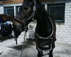 broodmare Weltissima SN (Hanoverian, 2005, from Weltissimo 3)