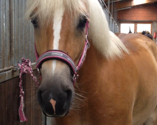 broodmare Maiken (Haflinger, 2010, from Steintänzer)