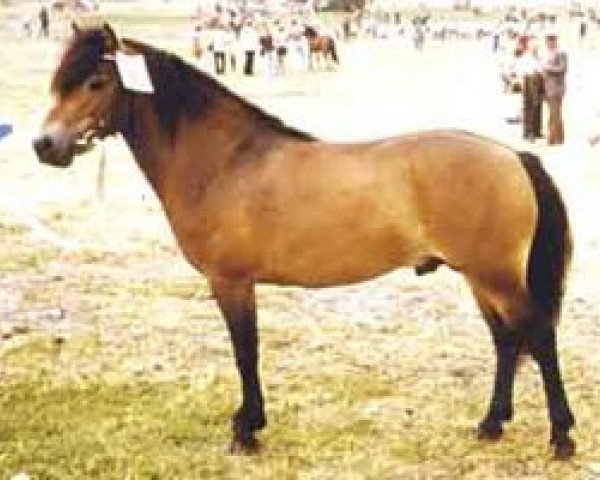 Deckhengst Sverker (Gotland-Pony, 1968, von Dröm)