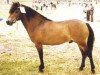 stallion Sverker (Gotland Pony, 1968, from Dröm)