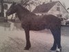 Deckhengst Revel General (Welsh Mountain Pony (Sek.A), 1944, von Revel Welsh Model)