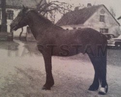 stallion Revel General (Welsh mountain pony (SEK.A), 1944, from Revel Welsh Model)