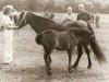 broodmare Bettina 1440 (Gotland Pony, 1969, from Pysen III 134)