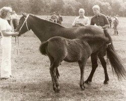 Zuchtstute Bettina 1440 (Gotland-Pony, 1969, von Pysen III 134)