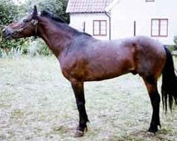 stallion Pysen III 134 (Gotland Pony, 1956, from Raketen RR 102)