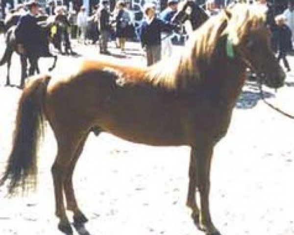 Deckhengst Tjelvar RR 135 (Gotland-Pony, 1954, von Gullding RR 108)
