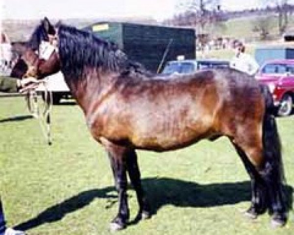 stallion Pysen IV 141 (Gotland Pony, 1956, from Klippman)