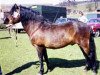 stallion Pysen IV 141 (Gotland Pony, 1956, from Klippman)