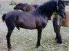 stallion Peter Pan RR 137 (Gotland Pony, 1956, from Klippman)