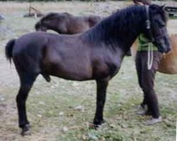 stallion Peter Pan (Gotland Pony, 1956, from Klippman)