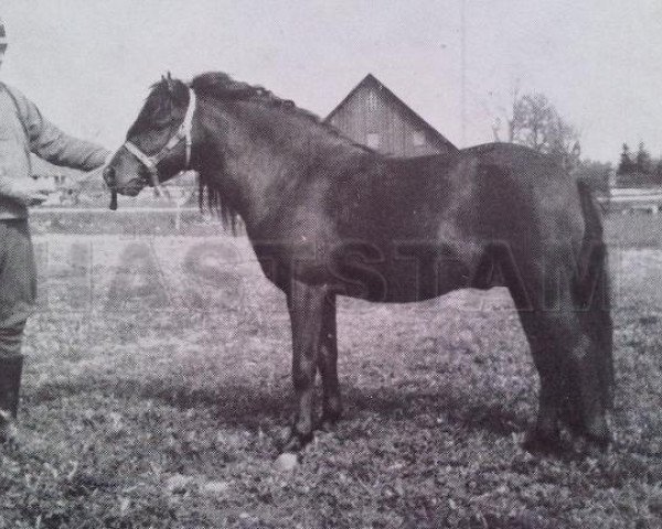 Deckhengst Friskus RR 103 (Gotland-Pony, 1946, von Dolle RR 78)