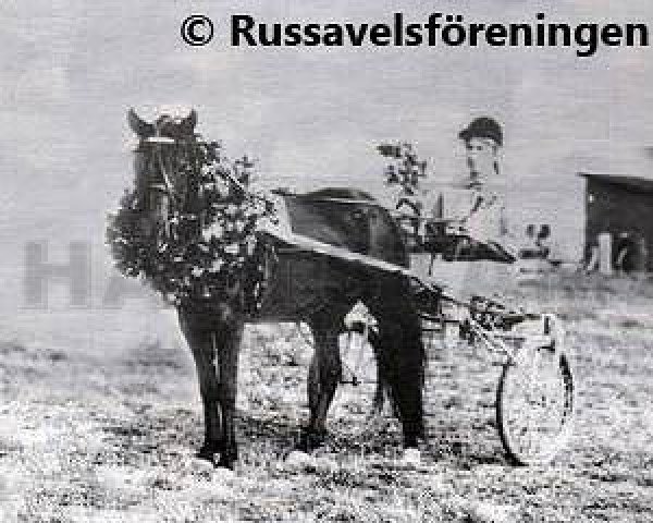 broodmare Frigga 844 (Gotland Pony, 1962, from Frigg RR 150)