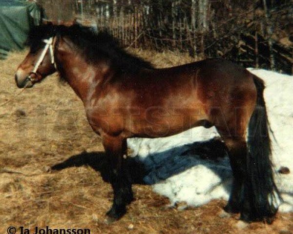 stallion Grane RR 253 (Gotland Pony, 1969, from Dröm)