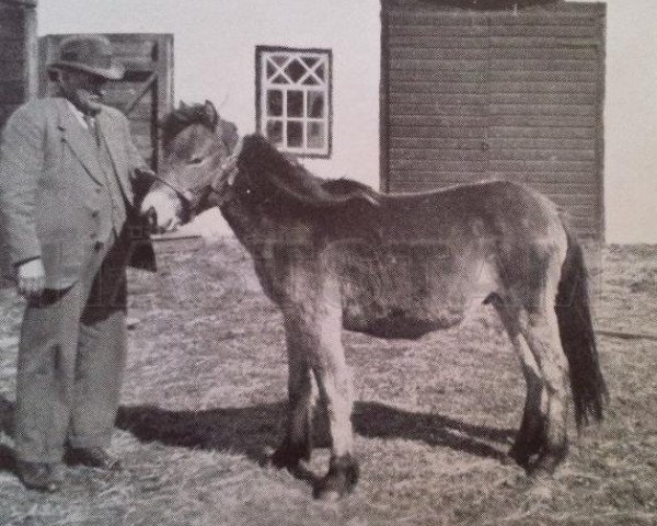 stallion Skogspysen RR 91 (Gotland Pony, 1938, from Botajr RR 80)