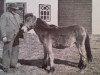 stallion Skogspysen RR 91 (Gotland Pony, 1938, from Botajr RR 80)