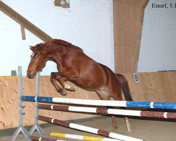 dressage horse Helios (Hanoverian, 2009, from Hendrix 7)