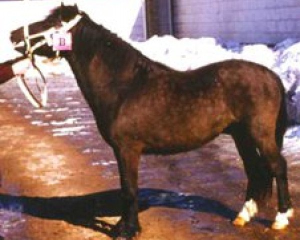 Deckhengst Rajman RR 232 (Gotland-Pony, 1966, von Raggen RR 101)