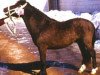 stallion Rajman RR 232 (Gotland Pony, 1966, from Raggen RR 101)