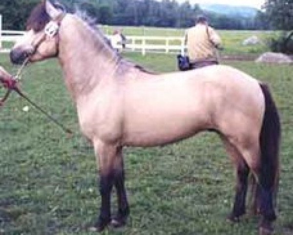 stallion Komet 338 (Gotland Pony, 1977, from Rajman RR 232)