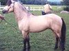 stallion Komet 338 (Gotland Pony, 1977, from Rajman RR 232)