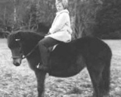 stallion Buster 147 (Gotland Pony, 1951, from Klipp)