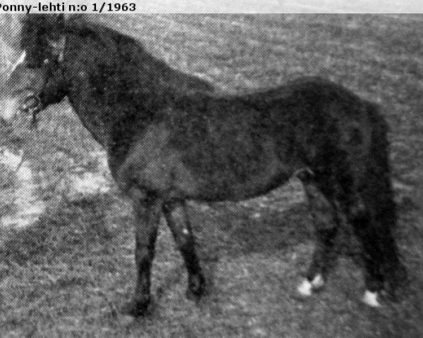 stallion Balder (Gotland Pony, 1945, from Pysen 89)