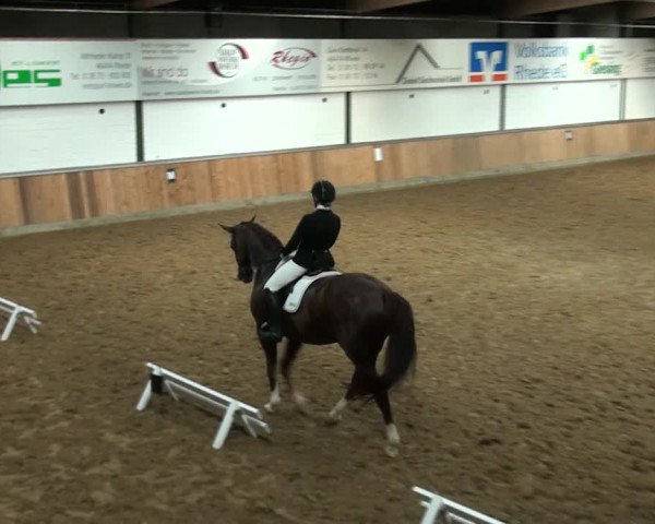 Reitturnier Rhede 2021