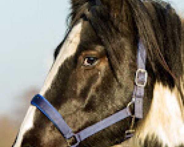 Pferd Domino (Tinker / Irish Cob / Gypsy Vanner, 2012)