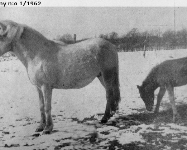 broodmare Carmensita 501 (Gotland Pony, 1952, from Prins RR 130)