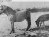Zuchtstute Carmensita 501 (Gotland-Pony, 1952, von Prins RR 130)