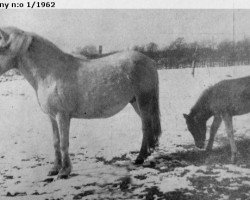 Zuchtstute Carmensita 501 (Gotland-Pony, 1952, von Prins RR 130)