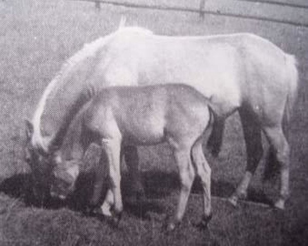 broodmare Ketty 547 (Gotland Pony, 1956, from Dollman RR 20)