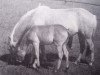 broodmare Ketty 547 (Gotland Pony, 1956, from Dollman RR 20)