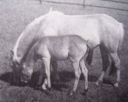 Zuchtstute Ketty 547 (Gotland-Pony, 1956, von Dollman RR 20)