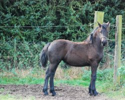 broodmare Talisa (Friese, 2014, from Arjon Z)