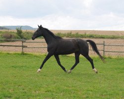 broodmare Sarah 160 (Hanoverian, 1993, from Saint Cloud)