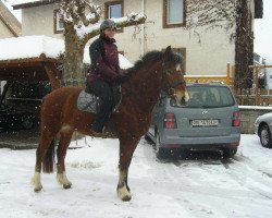 Pferd Zit (Freiberger, 2009, von Hésiano)