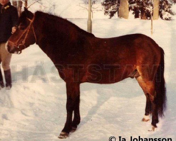 stallion Bronco 179 (Gotland Pony, 1961, from Balder)