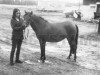 broodmare Tilde 587 (Gotland Pony, 1957, from Viggo RR 118)