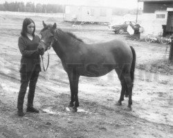 broodmare Tilde 587 (Gotland Pony, 1957, from Viggo RR 118)