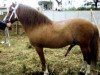 stallion Clipper RR 122 (Gotland Pony, 1952, from Klipp Junior 104)