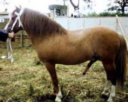 stallion Clipper RR 122 (Gotland Pony, 1952, from Klipp Junior 104)