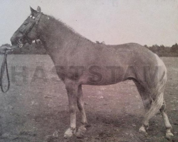 Deckhengst Klipp Junior 104 (Gotland-Pony, 1947, von Klipp RR 93)