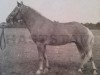 stallion Klipp Junior 104 (Gotland Pony, 1947, from Klipp RR 93)