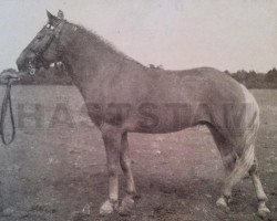 stallion Klipp Junior 104 (Gotland Pony, 1947, from Klipp)