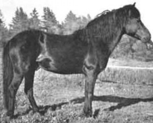 stallion Algos Pelle 116 (Gotland Pony, 1938, from Algo RR 71)
