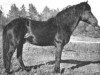 Deckhengst Algos Pelle 116 (Gotland-Pony, 1938, von Algo RR 71)