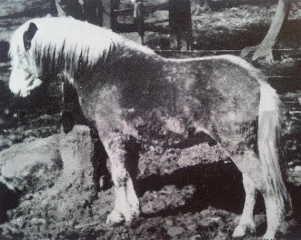 stallion Sten 85 (Gotland Pony, 1919, from Nicke RR 54)